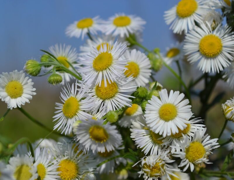 chamomile